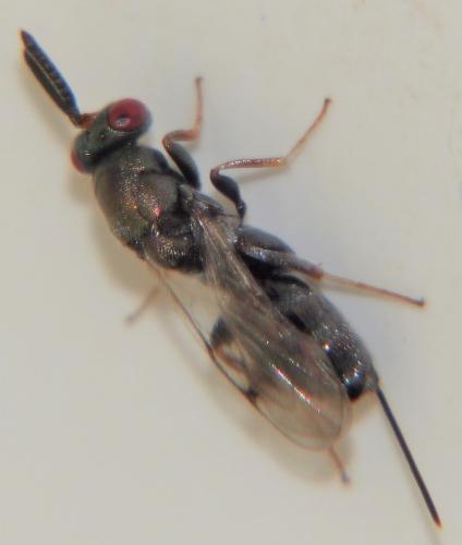 Monodontomerus sp.